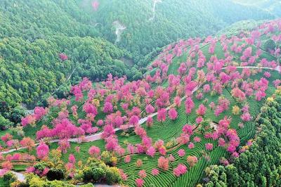 无量山冬樱花盛放，邂逅一场美丽的山间缘分