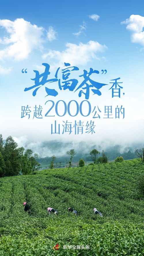 共富茶香 跨越2000公里的山海情缘